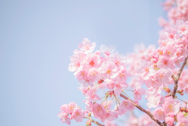 cherryblossoms-photograph